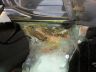 Cloud hearse00141.jpg
